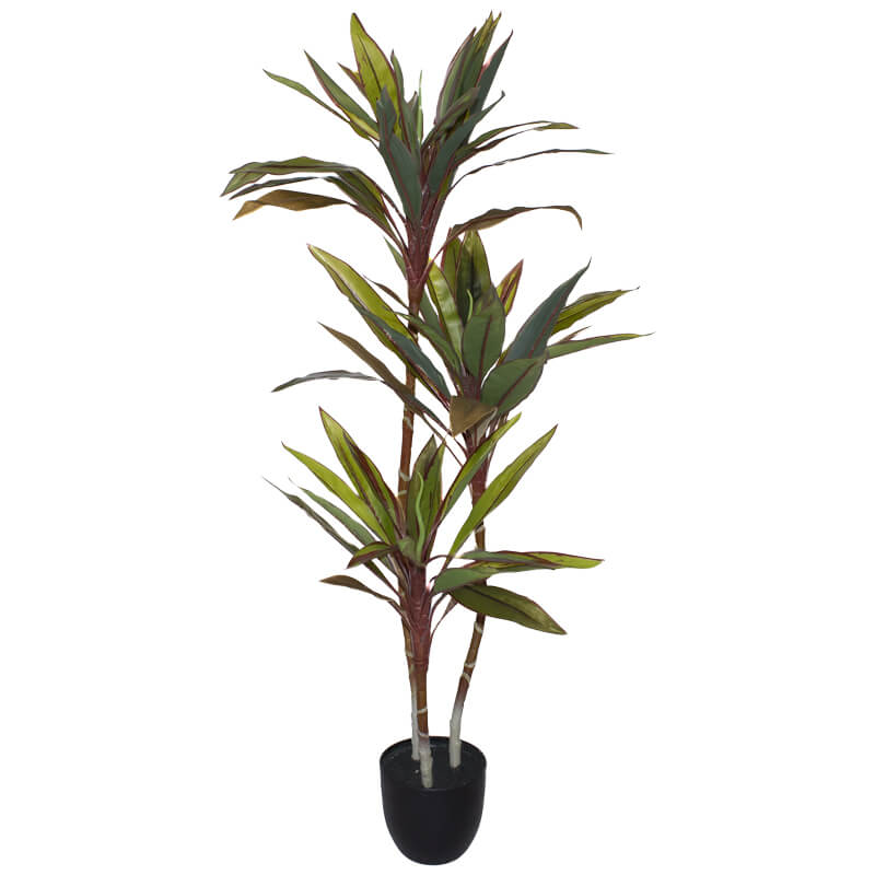 Croton Plant in Pot