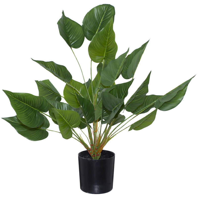 Elephant Ear Plant in Pot