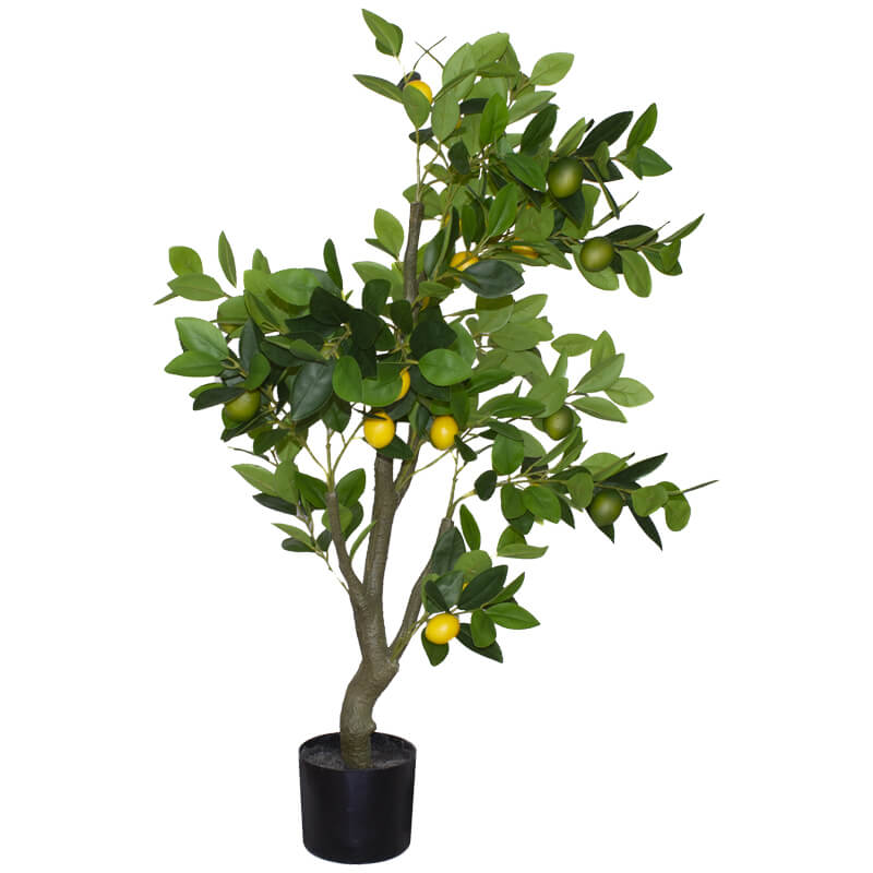 Lemon Tree in Pot