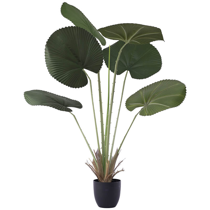 Fan Leaf Plant in Pot