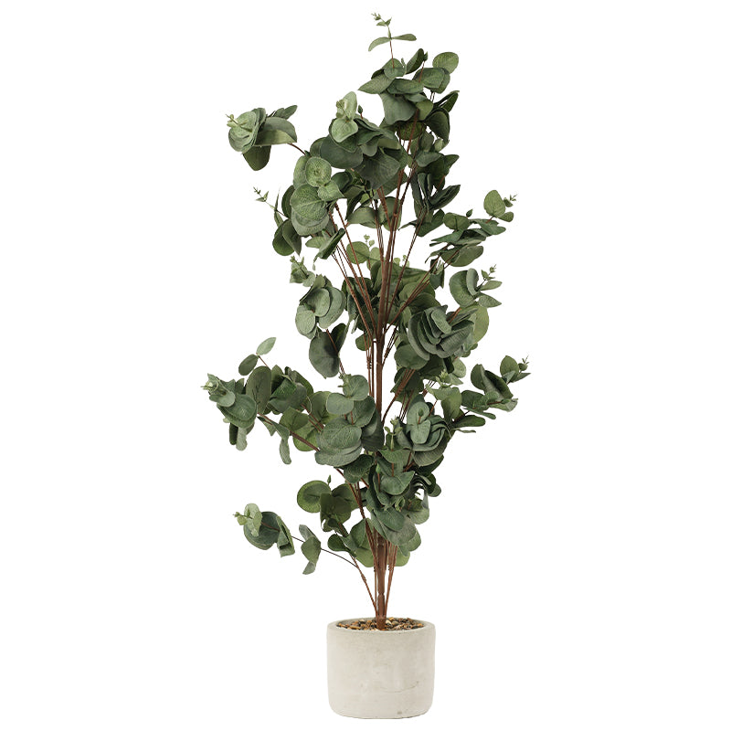 Silver Dollar Eucalyptus in Pot